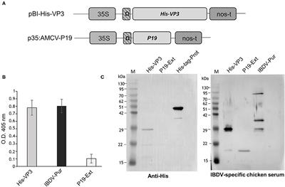 Development of a Novel Assay Based on Plant-Produced Infectious Bursal Disease Virus VP3 for the Differentiation of Infected From Vaccinated Animals
